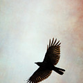 Crow1