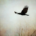 Crow2