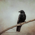 Portrait of a Crow