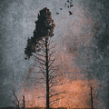 Raven Tree