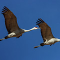 Two Cranes