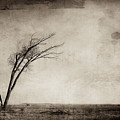 Windswept Tree